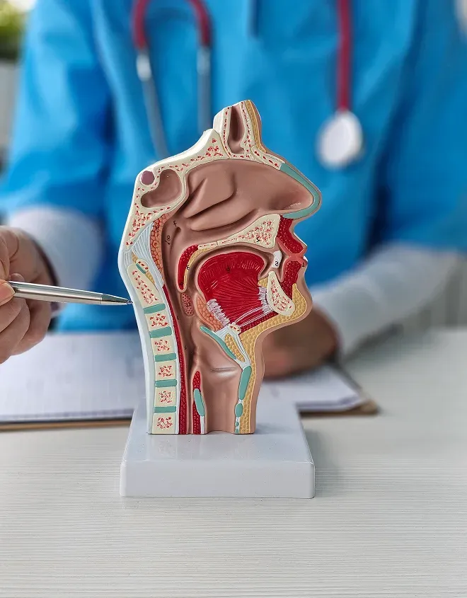 What is the Thyroid? Understanding its Role in Your Health